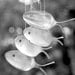 1800's Silver spoon fish windchimes