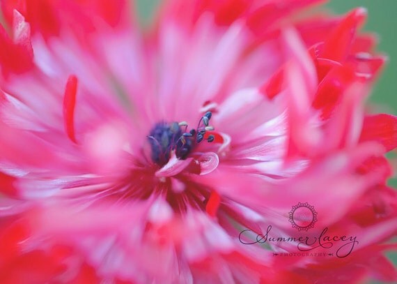 She stands alone -11x14 - Fine Art Print - Anenomie Original Wall Art - Red Flower