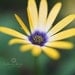 Yellow Sunshine - Fine Art Print -10x10 - Pretty Yellow with Purple and White Petals - Flower - Original Wall Art