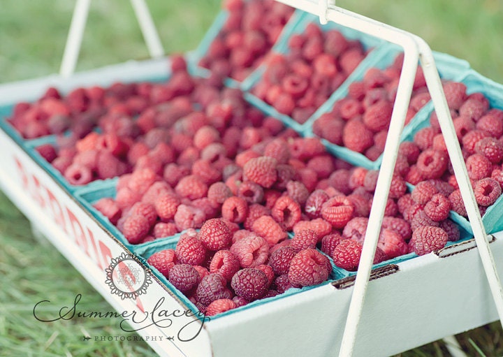 Fresh Picked Raspberries - 16x20 Fine Art Print - Fresh Fruit Original Wall Art - Red Raspberries