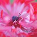 She stands alone -11x14 - Fine Art Print - Anenomie Original Wall Art - Red Flower