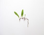 Botanic Collection No.2 -  8'x10' Fine Art Photograph - Composition II - The Tempo of Life No.1