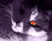 Halloween Scary Cat Greeting Card No. 6 - Felix the Fiendish Feline - JackQLantern