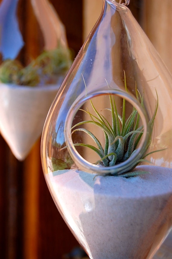Hanging Air Plant Teardrop Terrarium