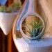 Hanging Air Plant Teardrop Terrarium