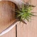 Stricta Air Plant and Deer Antler Wall Art