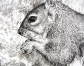 Squirrel original charcoal drawing