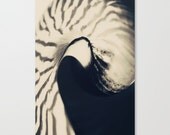 On saleNautilus No.1 - black and white nature photography tribal seashell beach cottage decor pattern 8x12 photo print abstract photograph