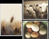 farm photograph collection "Farm Fresh Set"- Vintage Style- fine art photograph collection- rustic home decor, eggs,wheat,harvest,cows