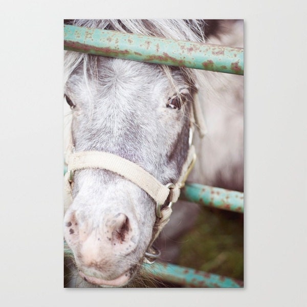 pony photograph horse art nusery art photo farm farmhouse decor grey seafoam 5x7 print for a boy or girl "My Little Pony"  5x7 photography