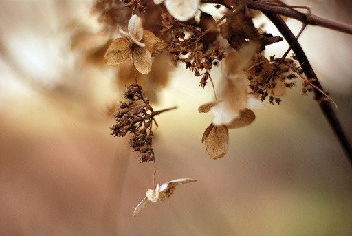 rustic decor dreamy nature photo "Hydrangea Waterfall" - 8x12 fine art photograph - beige neutral home decor nougat romantic french cottage
