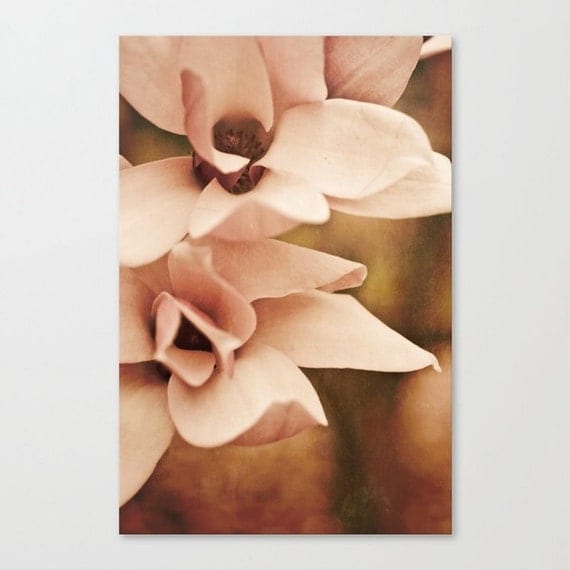 french country decor magnolia flower photography shabby chic fine art photo for her Valentine's Day "Noble in Pink"