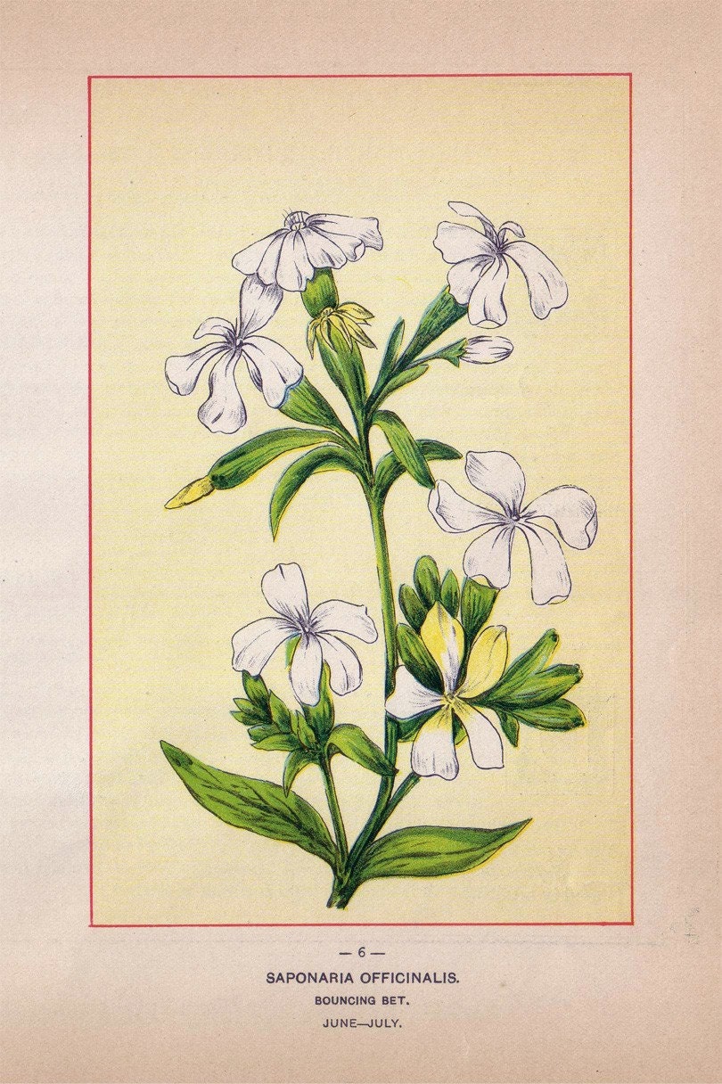 Wild Flowers of America - Marsh Hedge Nettle and Bouncing Bet - Original Lithos c. 1894