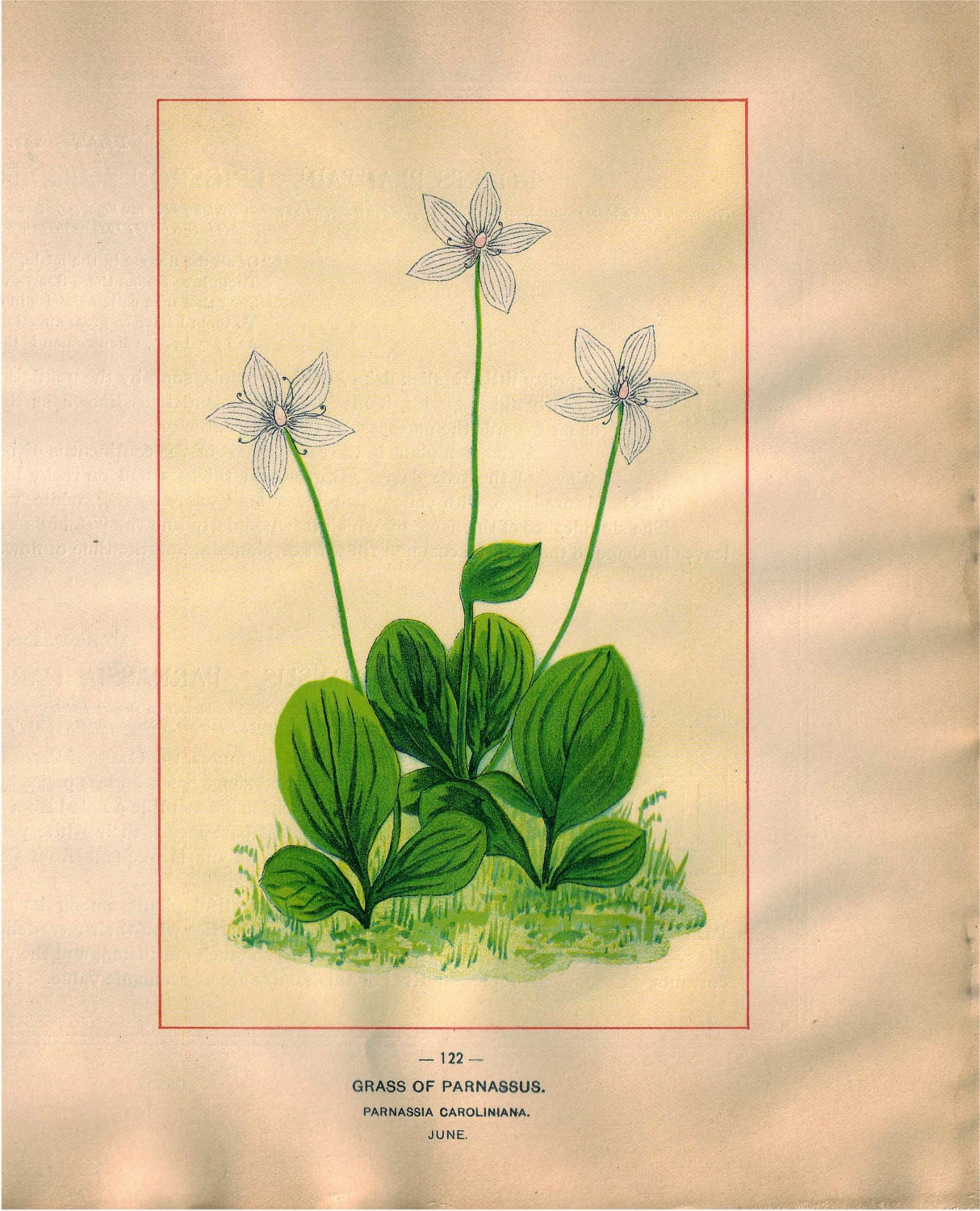Wild Flowers of America -  Robin's Plantain & Grass of Parnassus  - Original Lithos c. 1894