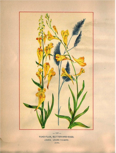 Wild Flowers of America -  Toad Flax & Red Rattle  - Original Lithos c. 1894