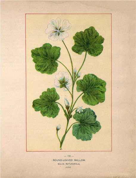 Wild Flowers of America - Cranberry & Round Leaved Mallow - Original Lithos c. 1894
