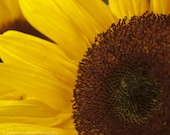Sunflower Of My Heart  8x10 Metallic Fine Art Photograph