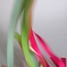 Wooden -Waldorf- Kids -Toy-Waldorf Natural Wood Toy Hand Kite - FLY ME  ALICE- Birthday Party -Wedding Favors-
