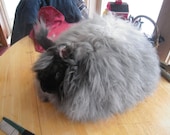 Hiawatha, Angora Fur, Black French/German cross