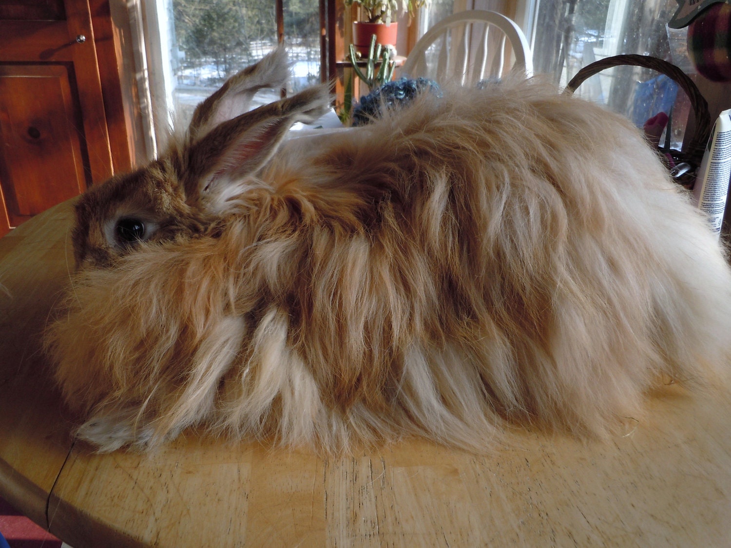 Gretel, French German Angora Fur