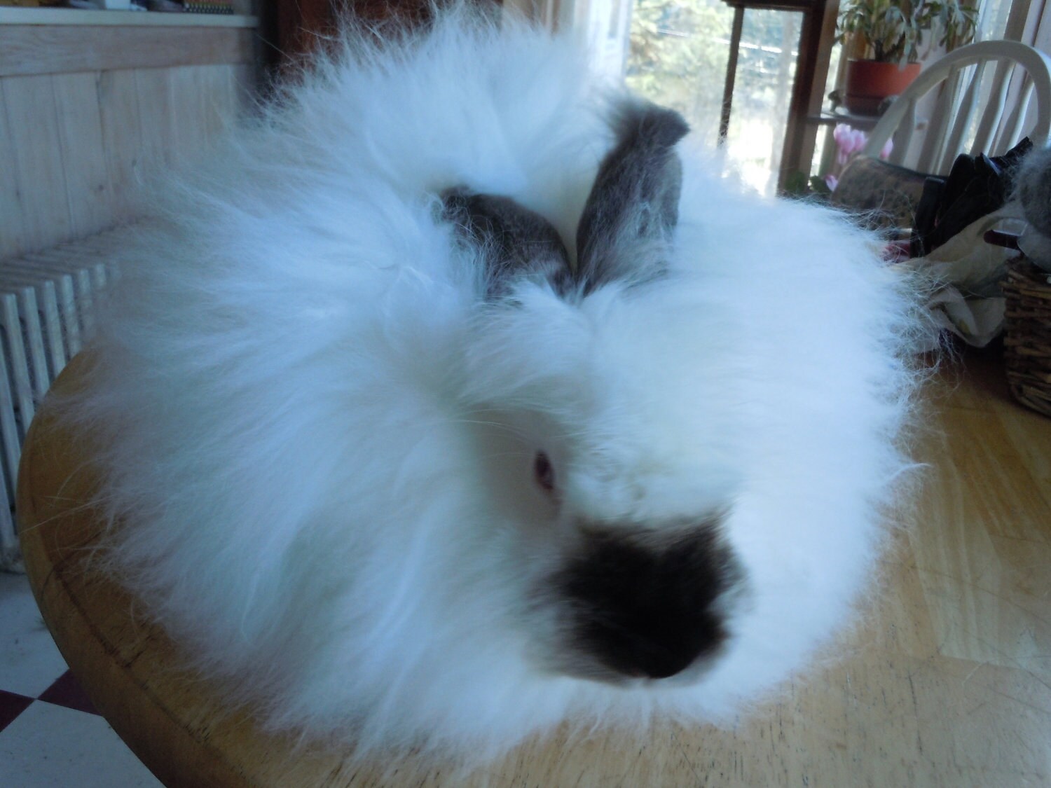Chantilly, Angora Fur, White Satin English/German Cross