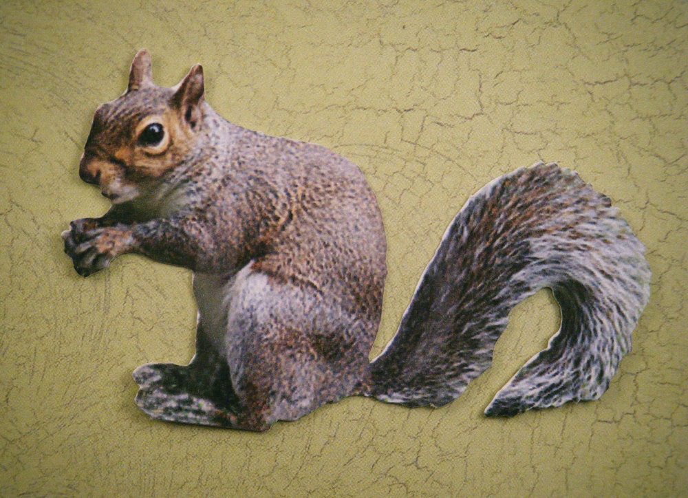 Squirrel Cutout