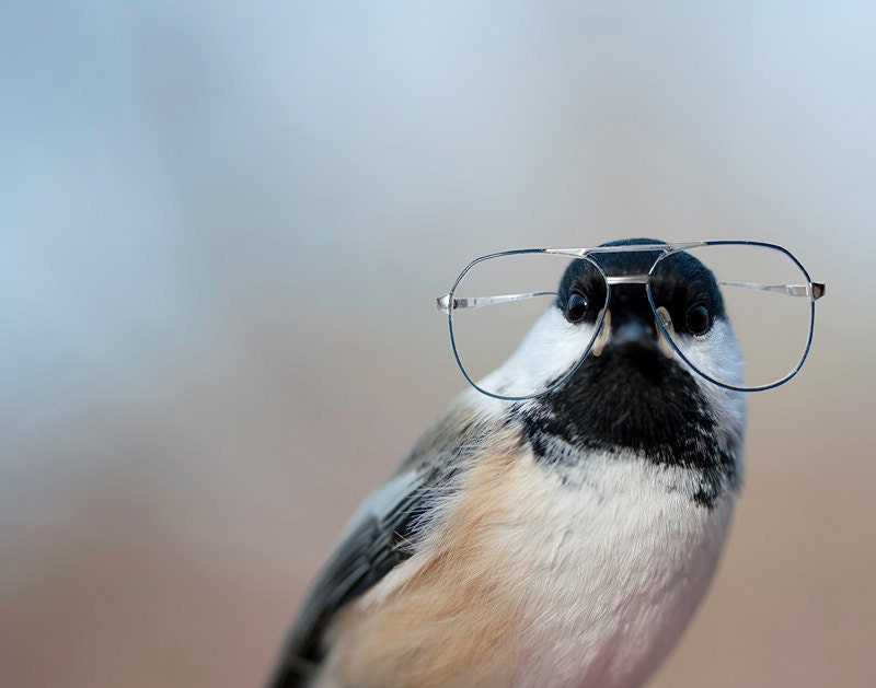 Bird Brain - Chickadee in Glasses (5x7) - instantt