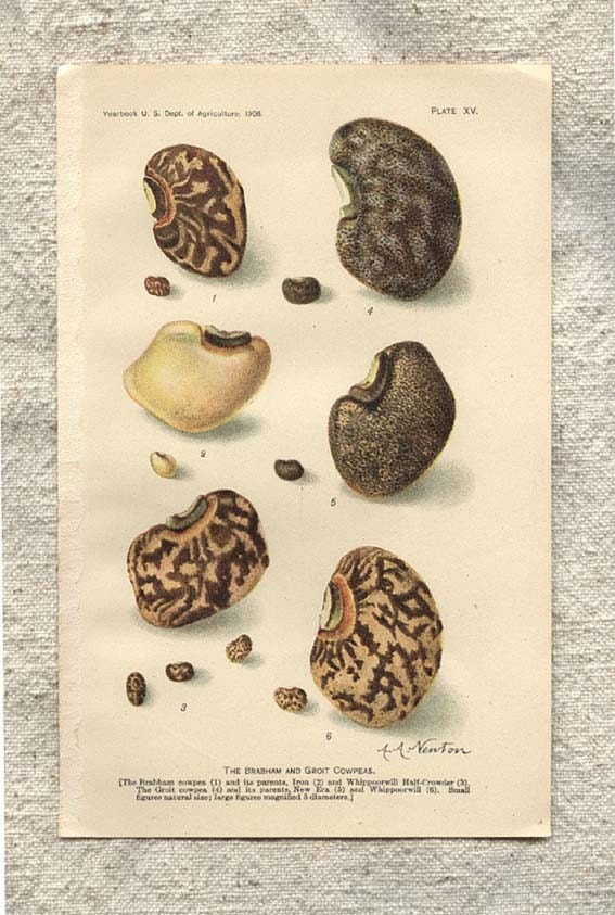 1908 Antique Chromolith Print of Peas Beans Vintage Farmhouse Decor