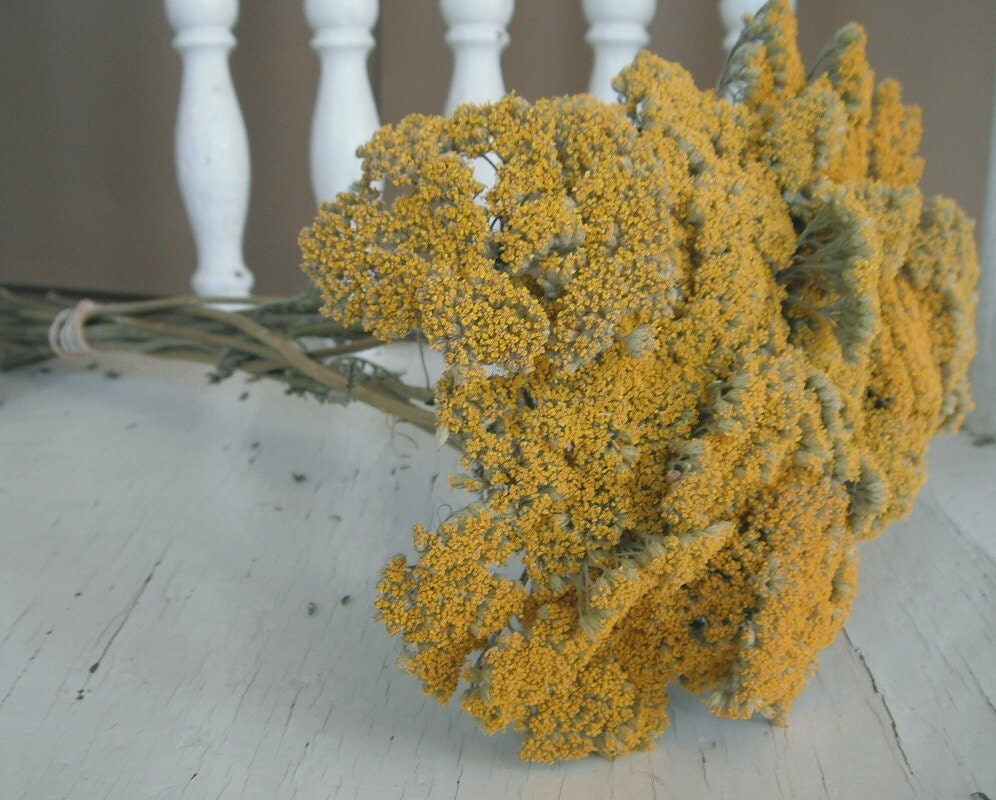 Dried Yarrow