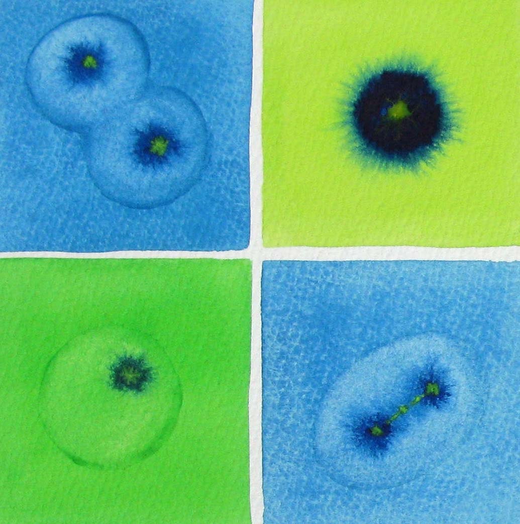 Cell Division 23 Blue and Green - Watercolor Painting of Mitosis