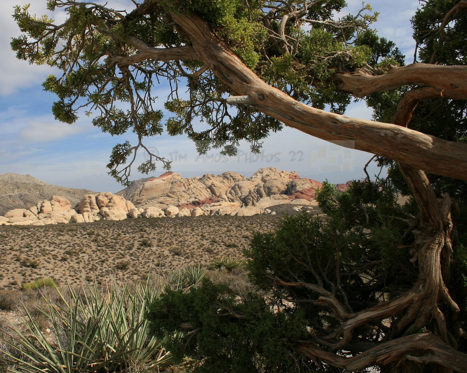Nature Photography - Red Rock Canyon - Nevada Desert Fine Art Photo 8X10