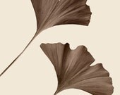 2 For 1 Sale - Flight - 8 x 10 Archival Fine Art Print