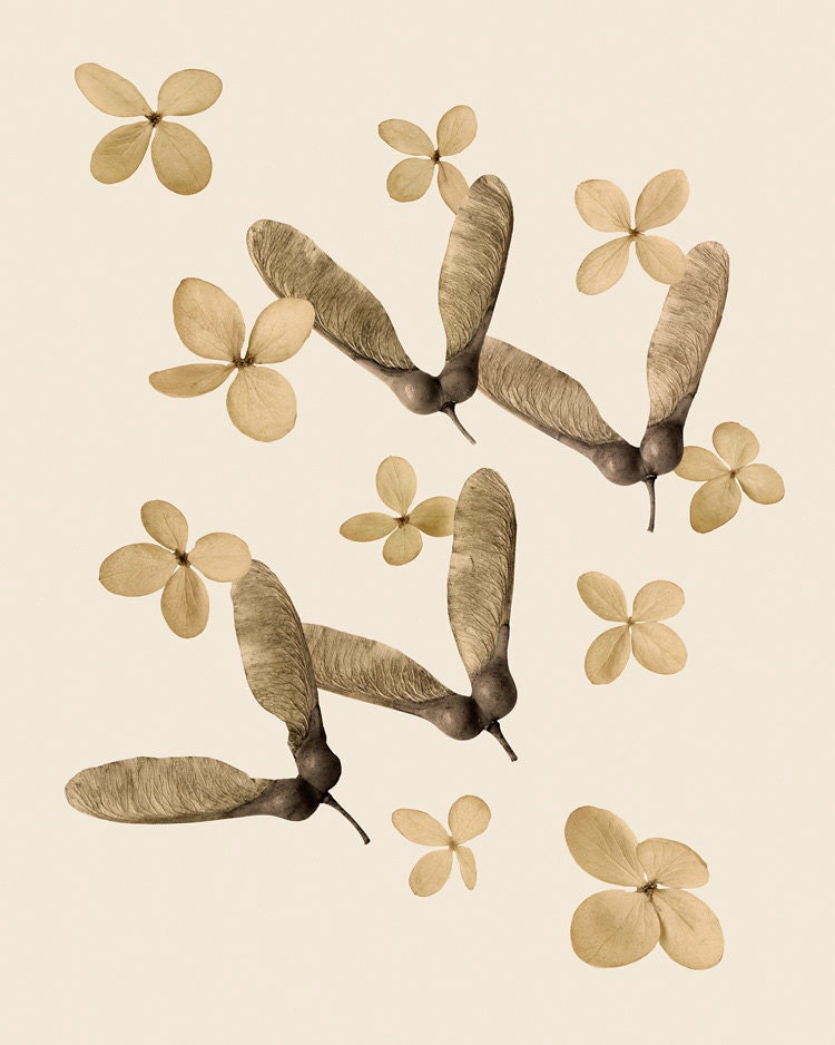 woodland art, natural history, warm tone - Seeds of Another Summer 8 x 10