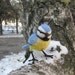 Blue tit