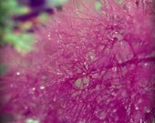 pink plume print 5 x 5