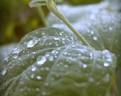 leaf drops print 5 x 5