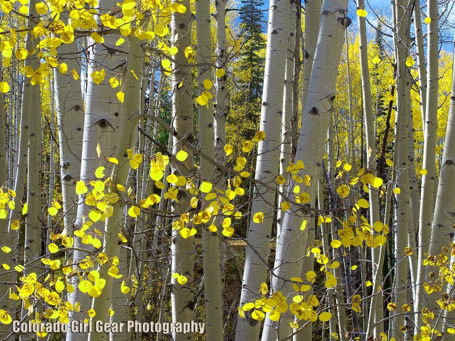 Looking through the Aspen trees 5x7 print - featured on ETSY HOMEPAGE