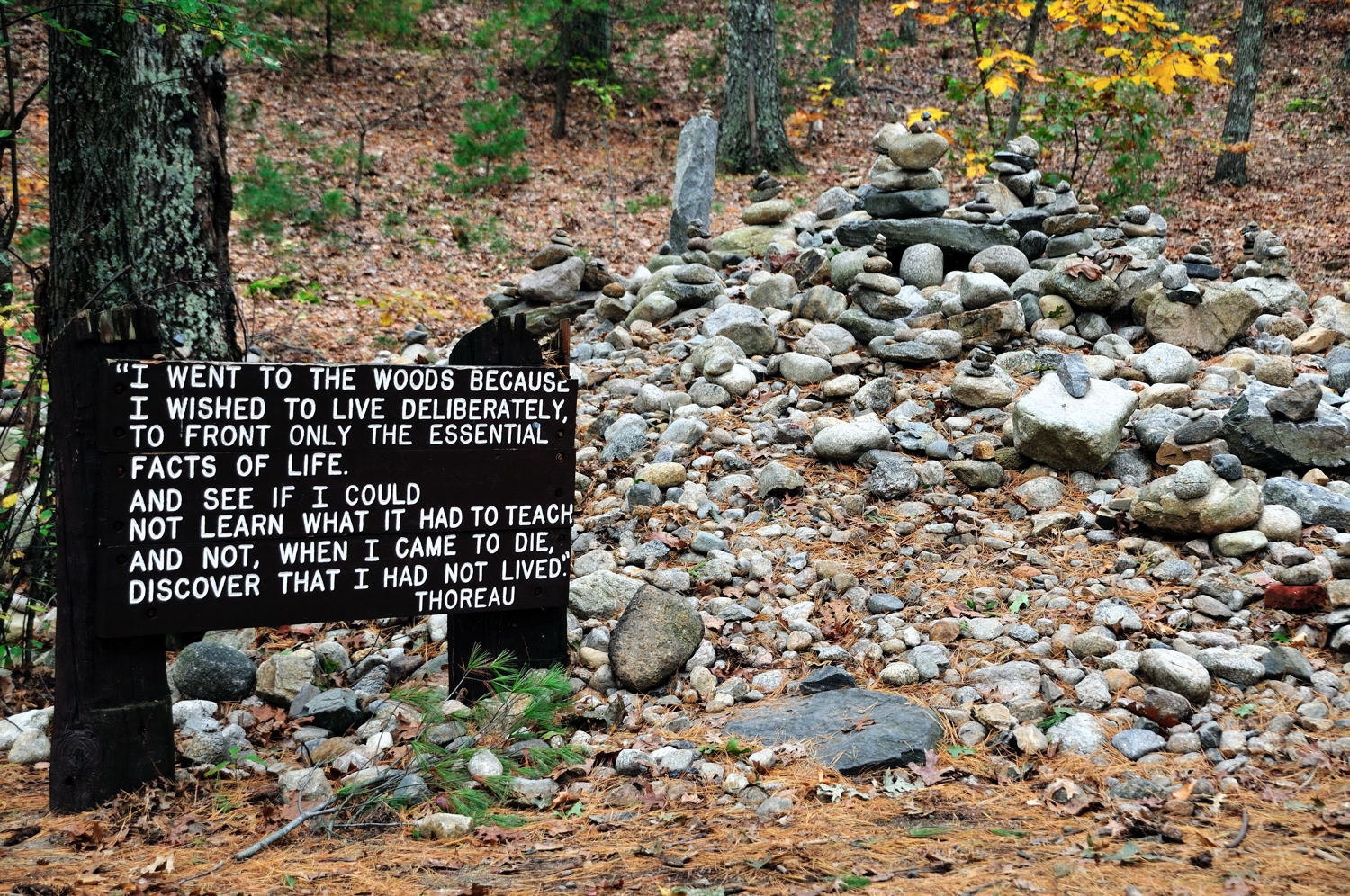 Thoreau's Quotation near  Cabin Site on Walden Ponds 5 x 7 Fine Art print