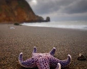 Sea Star Surf - 8x12