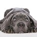 ALMOND Shampoo for Dog Cat Puppy Kitten - Eco Biodegradable ph Balanced Veterinarian & Professional Groomer recommended
