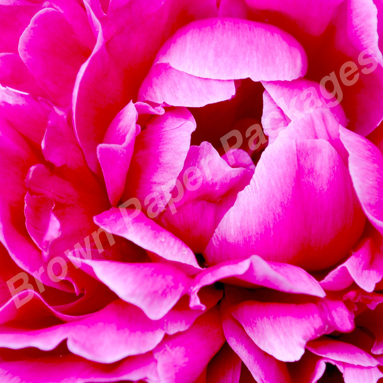 Bloom Of Spring - photograph on canvas-