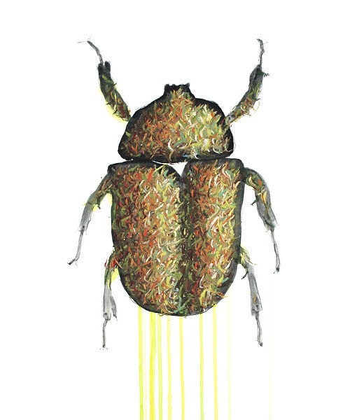Beetle Drawing - 16 by 20 brown insects nature art - print of pastel painting