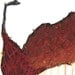 Lascaux Cow Number 2 Drawing - 11 by 13 red historical cave art - print of pastel painting