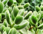 a bright green SUCCULENT  4x6