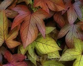 RESTING LEAVES  6x8