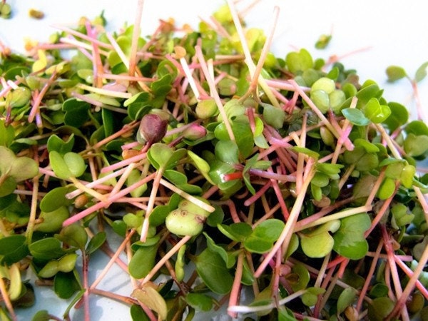 Sprouts - China Rose Radish Organic Sprout Seeds - 4 oz.