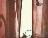 Butterfly - Original Signed Fine Art Photograph