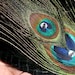 SALE Peacock's night out - Peacock Feather Pad with rhinestones (1)