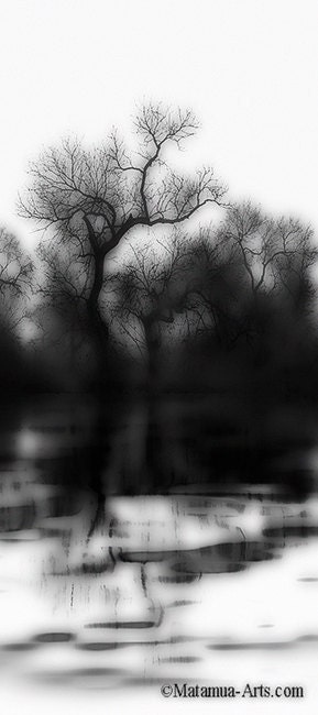 Dark Trees Reflection landscape photography nature 11x17 Print