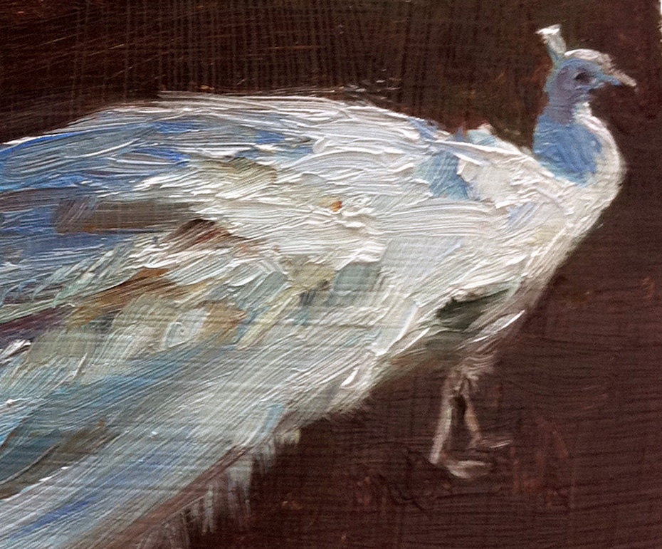 Elegant White Peacock - Open Edition Print